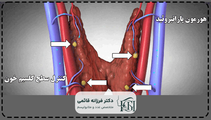 غدد پارتیرئید